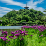三渓園の花菖蒲