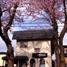 20100429帯状公園桜　47
