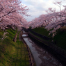 20100429帯状公園桜　90