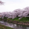 20100502太平川桜GX200_27