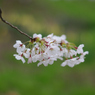 20100502太平川桜K200D_23