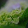 紫陽花・・蒼い時・・