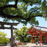 神社の大楠①