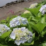 大きく育った紫陽花