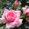 初夏の薔薇