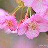 河津桜