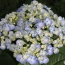 お多福紫陽花