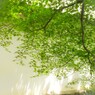 透き通って　消えちゃいそ…