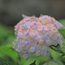 白山神社　紫陽花祭り