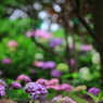 白山神社　紫陽花祭り