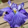 公園の花菖蒲