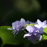 KAMAKURA 紫陽花 3