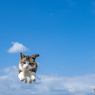 空を飛ぶ。ネコさんが飛ぶ。
