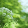 緑光の花