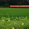 夕方のあぜ道
