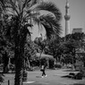 tree ＆ tree：50ｍｍ