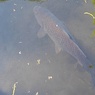ゆったり泳ぐ鯉（5月2日）