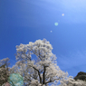 千年桜Ⅱ