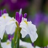 ２０２４堀切菖蒲園～ⅰ