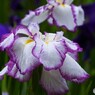 ２０２４堀切菖蒲園～ⅱ