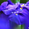 ２０２４堀切菖蒲園～ⅲ
