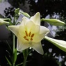 咲いて間もないユリの花