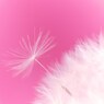 ～綿毛☆dream～