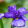 ２０２４堀切菖蒲園～ⅵ