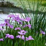 ２０２４堀切菖蒲園～ⅶ