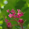 花札に出てくるお花・・？・・