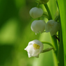 20100515すずらん18