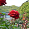 バラと鎌倉文学館