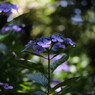 暑さしのぎ：50ｍｍ