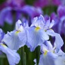 ２０２４堀切菖蒲園～ⅹ