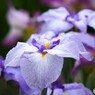 ２０２４堀切菖蒲～ⅺ