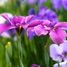 ２０２４堀切菖蒲園～ⅻ