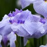 ２０２４堀切菖蒲園～xiii