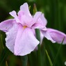 ２０２４堀切菖蒲園～xiv
