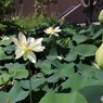 毎年早く咲くハス