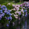 雨の季節