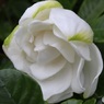 開花途中の美しさ