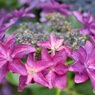雨上がりの紫陽花