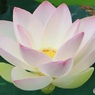 見に行ったら咲いてた