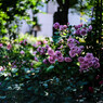 雨の朝に薔薇を想う：50ｍｍ