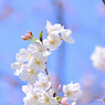 染井吉野