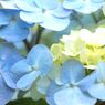 観音寺の紫陽花