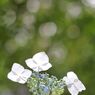 観音寺の紫陽花
