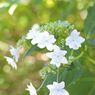 観音寺の紫陽花