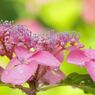 観音寺の紫陽花
