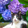 6月の花